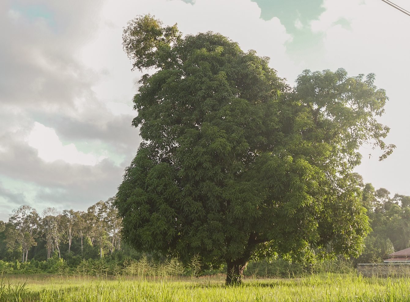 amazing tree 1 (wide)